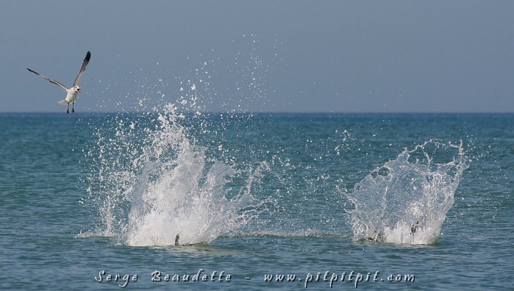 2009-01-04 10-37-09__MG_9608.JPG